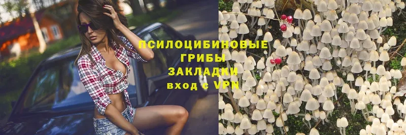 купить   Белореченск  Псилоцибиновые грибы Psilocybine cubensis 